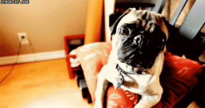 Honden GIF. Dieren Schommel Gifs Hond 