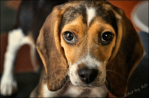 Honden GIF. Dieren Gifs Hond Zoute+krakeling 