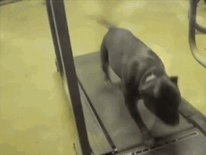Honden GIF. Dieren Puppy Gifs Hond 