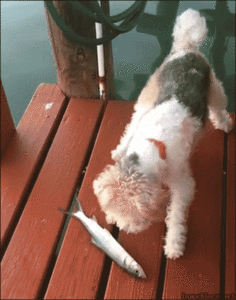 Honden GIF. Dieren Gifs Hond 