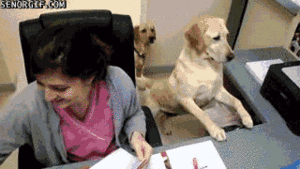 Honden GIF. Dieren Gifs Hond Ontvangst 