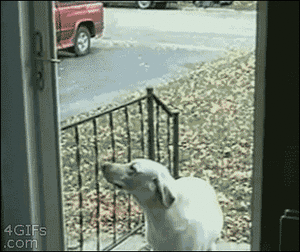 Honden GIF. Dieren Gifs Hond Wat Geschokt 