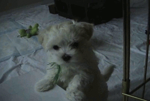 Honden GIF. Dieren Kat Gifs Hond Mislukken 