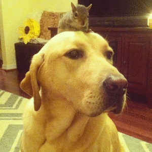 Honden GIF. Dieren Gifs Hond Rage Corgi Sla 