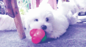 Honden GIF. Dieren Puppy Gifs Hond 
