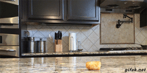 Honden GIF. Dieren Gifs Hond Zoute+krakeling 
