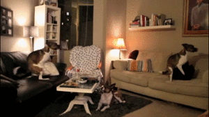 Honden GIF. Dieren Auto Gifs Hond Dier 