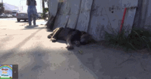 Honden GIF. Dieren Gifs Hond Zittend Meubilair 