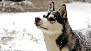 Honden GIF. Dieren Gifs Hond Deur Klop 