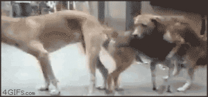 Honden GIF. Dieren Tong Gifs Hond 
