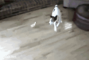 Honden GIF. Dieren Gifs Hond Truc Oversteken 