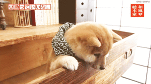 Honden GIF. Dieren Puppy Gifs Hond 
