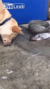 Honden GIF. Dieren Zonnebril Gifs Hond Jumping 
