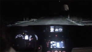 Honden GIF. Dieren Schattig Gifs Hond Opgewonden 