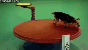 Honden GIF. Dieren Muis Gifs Hond Wtf Speelbal 