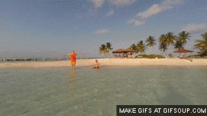 Honden GIF. Dieren Gifs Hond Overwinning Surfing 