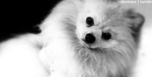 Honden GIF. Dieren Snoep Gifs Hond 