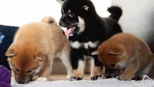 Honden GIF. Dieren Gifs Hond 