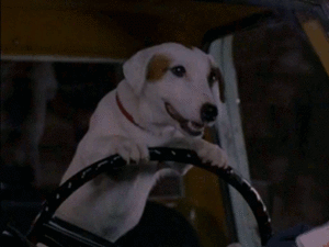 Honden GIF. Dieren Zwemmen Gifs Hond Teckel 