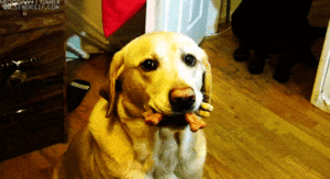 Honden GIF. Dieren Puppy Gifs Hond Hees 