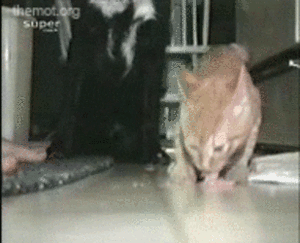 Honden GIF. Dieren Grappig Schattig Gifs Hond Lopend 