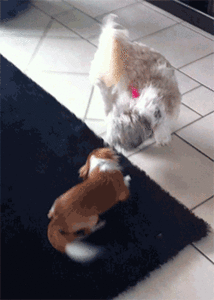 Honden GIF. Dieren Puppy Gifs Hond 
