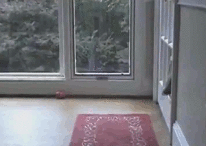 Honden GIF. Dieren Baby Gifs Hond 