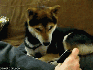 Honden GIF. Dieren Gifs Hond Lus Omfg 