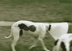 Honden GIF. Dieren Puppy Gifs Hond 