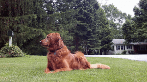 Honden GIF. Dieren Gifs Hond Wenkbrauwen 