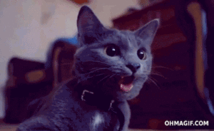 Honden GIF. Dieren Gifs Hond 