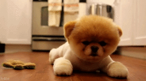 Honden GIF. Dieren Gifs Hond Jumping 