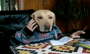 Honden GIF. Dieren Baby Gifs Hond Wandelaar 