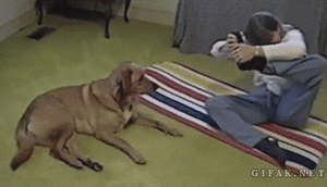 Honden GIF. Dieren Gifs Hond Mislukken Frisbee 