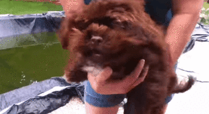 Honden GIF. Dieren Brand Gifs Hond Lus Jumping 