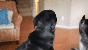 Honden GIF. Dieren Basketbal Gifs Hond 