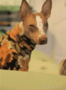Honden GIF. Dieren Gifs Hond Ontvangst 