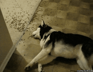 Honden GIF. Dieren Gebit Lucht Gifs Hond Blazer 