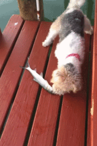 Honden GIF. Dieren Gifs Hond Zoute+krakeling 