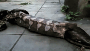Honden GIF. Dieren Gifs Hond Klap Slapping 