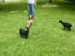 Honden GIF. Dieren Gifs Hond Trucs 