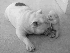Honden GIF. Dieren Gifs Hond Verdrietig Coulissen Fee 
