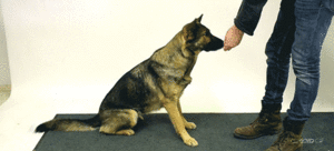 Honden GIF. Dieren Bioscoop Gifs Hond Hachiko 