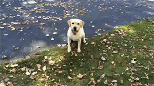 Honden GIF. Dieren Schattig Gifs Hond Opgewonden 