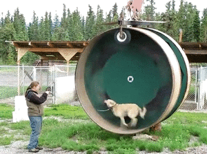 Honden GIF. Dieren Gifs Hond Wat Geschokt 