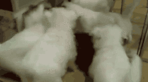 Honden GIF. Dieren Gifs Hond Mislukken Frisbee 