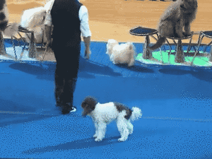 Honden GIF. Dieren Hersenen Gifs Hond Lus Gelukkig 