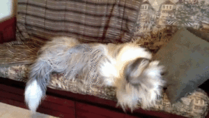 Honden GIF. Dieren Gifs Hond Likken 