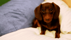 Honden GIF. Dieren Schommel Gifs Hond 