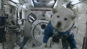 Honden GIF. Dieren Gifs Hond Mopshond Glimlach 